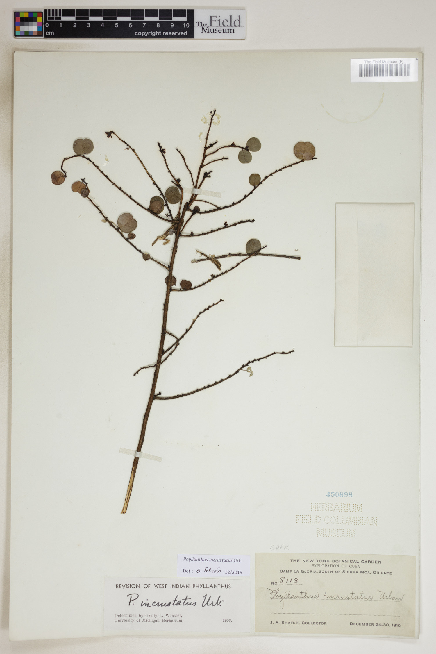 Phyllanthus incrustatus image
