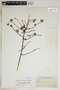 Phyllanthus incrustatus image