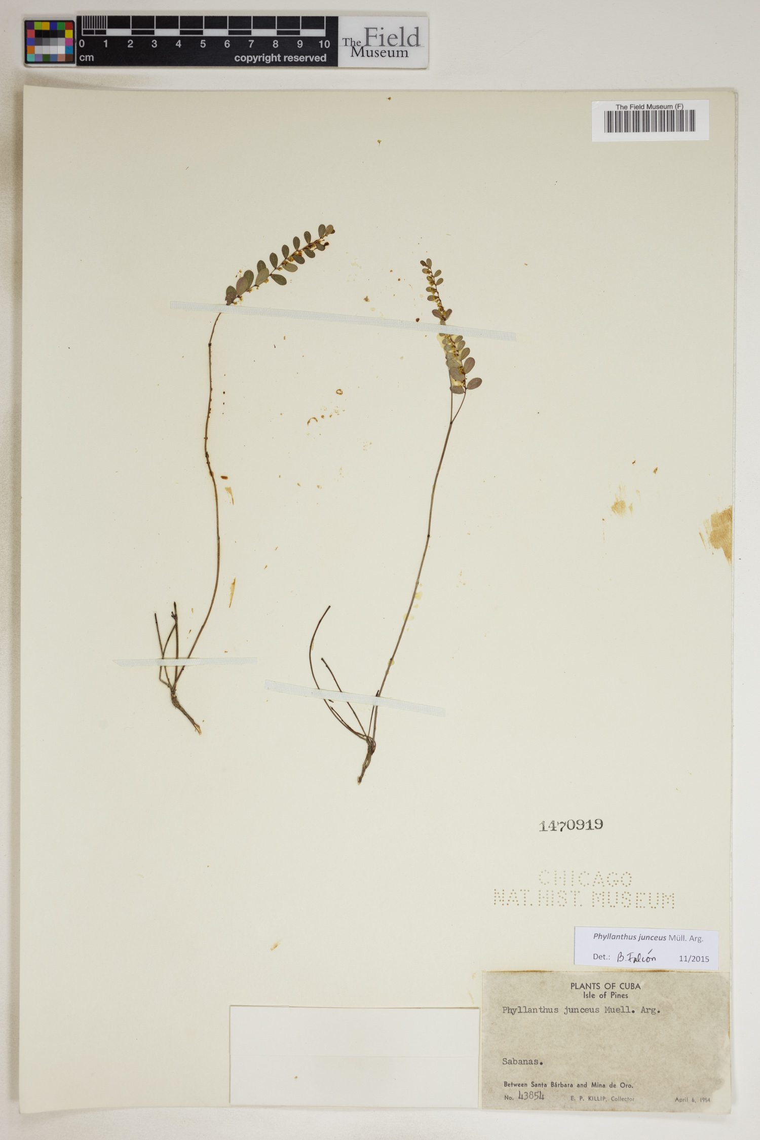Phyllanthus junceus image
