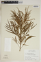 Phyllanthus linearis image
