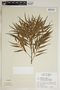 Phyllanthus linearis image