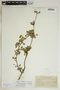 Phyllanthus orbicularis image