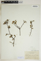 Phyllanthus orbicularis image