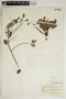 Phyllanthus ovatus Poir., Martinique, H. Stehlé 5065, F