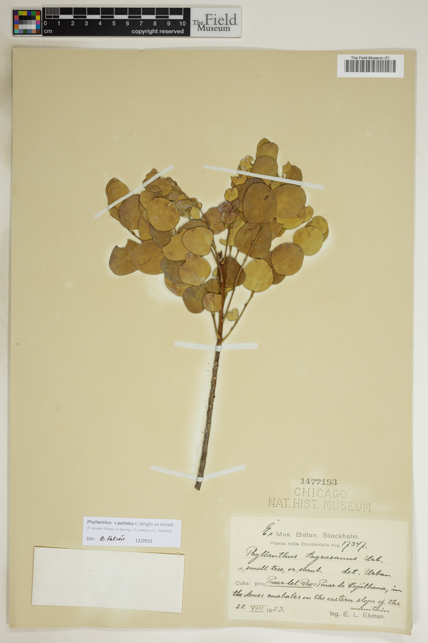 Phyllanthus pallidus image