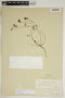 Phyllanthus pentaphyllus image