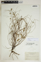 Phyllanthus pentaphyllus C. Wright ex Griseb., Cuba, N. L. Britton 7597, F