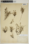 Phyllanthus pentaphyllus C. Wright ex Griseb., Puerto Rico, I. Urban 3440, F