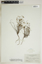 Phyllanthus pentaphyllus C. Wright ex Griseb., Puerto Rico, N. L. Britton 4998, F
