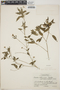 Croton humilis L., Mexico, C. L. Lundell 7322, F