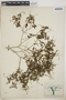Croton humilis L., Mexico, C. F. Millspaugh 196, F