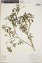 Croton humilis L., Mexico, S. Darwin 2120, F