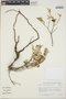 Croton hypoleucus image