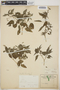 Croton humilis L., Mexico, A. C. V. Schott, F
