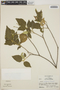 Croton verapazensis image