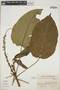Croton jimenezii image