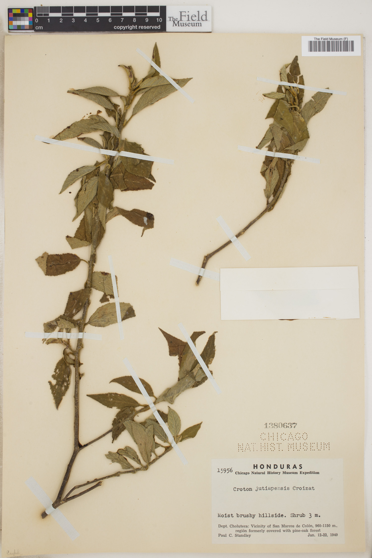 Croton jutiapensis image