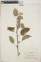 Croton jutiapensis image