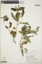 Croton jutiapensis image
