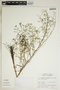 Phyllanthus stipulatus image