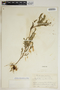 Phyllanthus stipulatus (Raf.) G. L. Webster, Dominican Republic, E. L. Ekman 14836, F