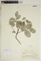 Phyllanthus subcarnosus image
