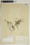 Phyllanthus pulverulentus image