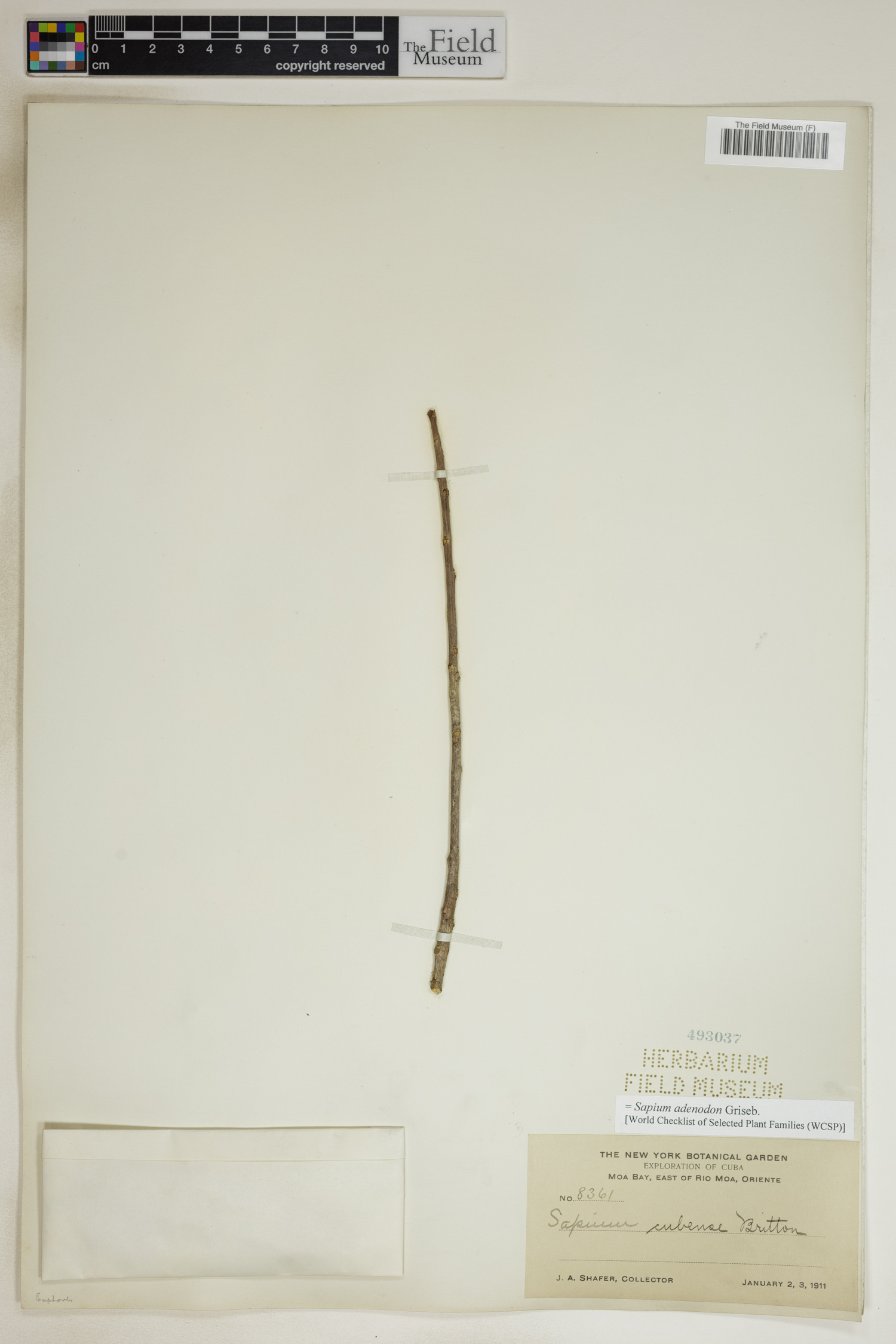 Sapium adenodon image