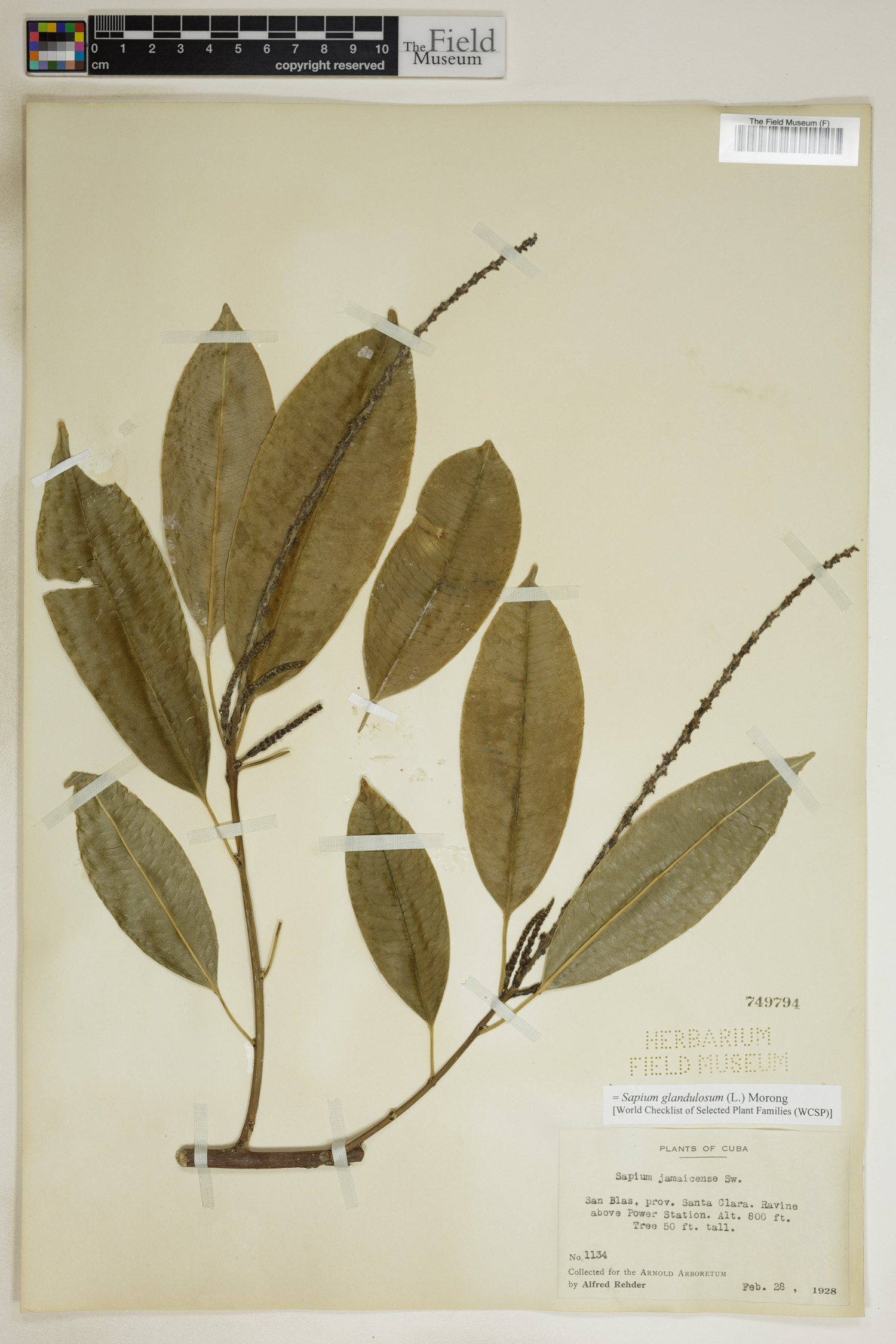 Sapium glandulosum image