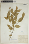 Gymnanthes glandulosa image