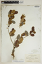 Heterosavia bahamensis (Britton) Petra Hoffm., Bahamas, L. J. K. Brace 3504, F