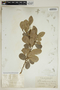 Heterosavia bahamensis (Britton) Petra Hoffm., Bahamas, L. J. K. Brace 1723, F