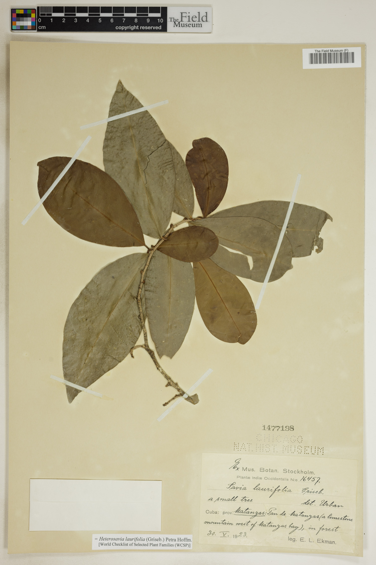 Heterosavia laurifolia image