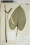 Anthurium cordatum (L.) Schott, Guadeloupe, H. A. Hespenheide 510, F