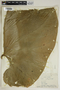 Anthurium grandifolium (Jacq.) Kunth, Saint Lucia, P. Beard 1043, F