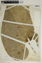 Anthurium grandifolium image