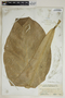 Anthurium hookeri Kunth, Montserrat, J. A. Shafer 274, F