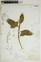 Anthurium scandens (Aubl.) Engl. subsp. scandens, Jamaica, G. E. Nichols 31, F