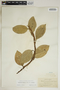 Anthurium scandens (Aubl.) Engl. subsp. scandens, Jamaica, W. R. Maxon 1072, F