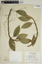 Anthurium scandens (Aubl.) Engl., Jamaica, G. R. Proctor 31702, F