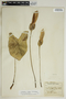 Caladium bicolor (Aiton) Vent., Trinidad and Tobago, W. E. Broadway 6315, F