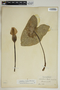 Caladium bicolor (Aiton) Vent., U.S. Virgin Islands, A. E. Ricksecker, F