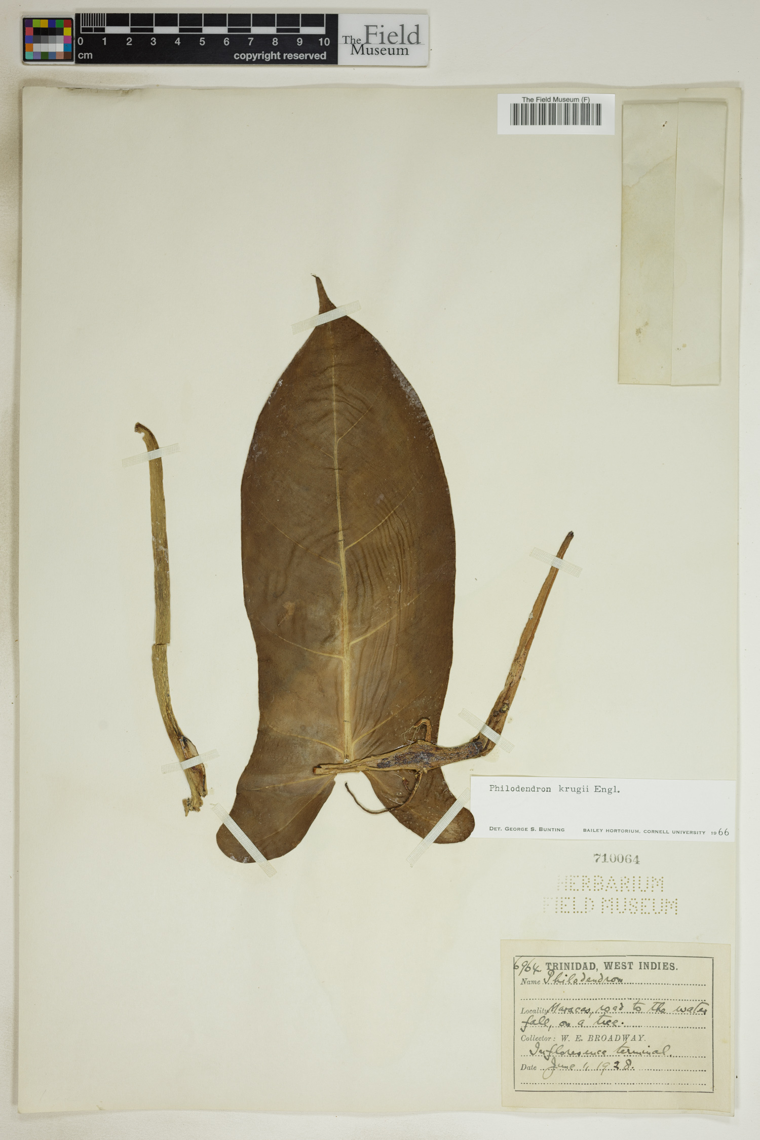 Philodendron krugii image
