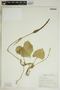 Philodendron Schott, Cuba, S. F. Glassman 5022, F