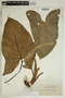 Xanthosoma violaceum Schott, Guadeloupe, A. Duss 3795, F