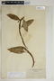 Anthurium scandens (Aubl.) Engl., Jamaica, J. H. Hart, F