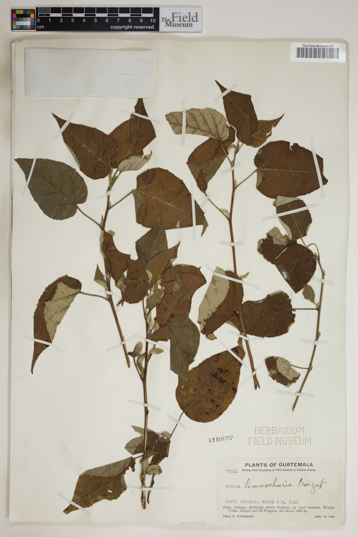 Croton limnocharis image