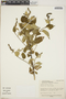 Croton pendens image