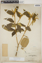 Croton peraeruginosus Croizat, Mexico, A. V. Armour 149, F