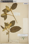 Croton peraeruginosus Croizat, Mexico, A. C. V. Schott 172, F